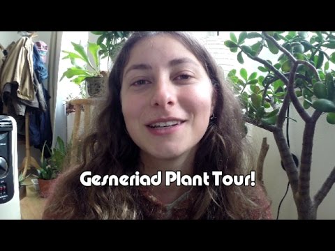 Vídeo: Gesneriaceae Gesneriaceae