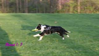 Spring 2019 Toss n Fetch - Week 3