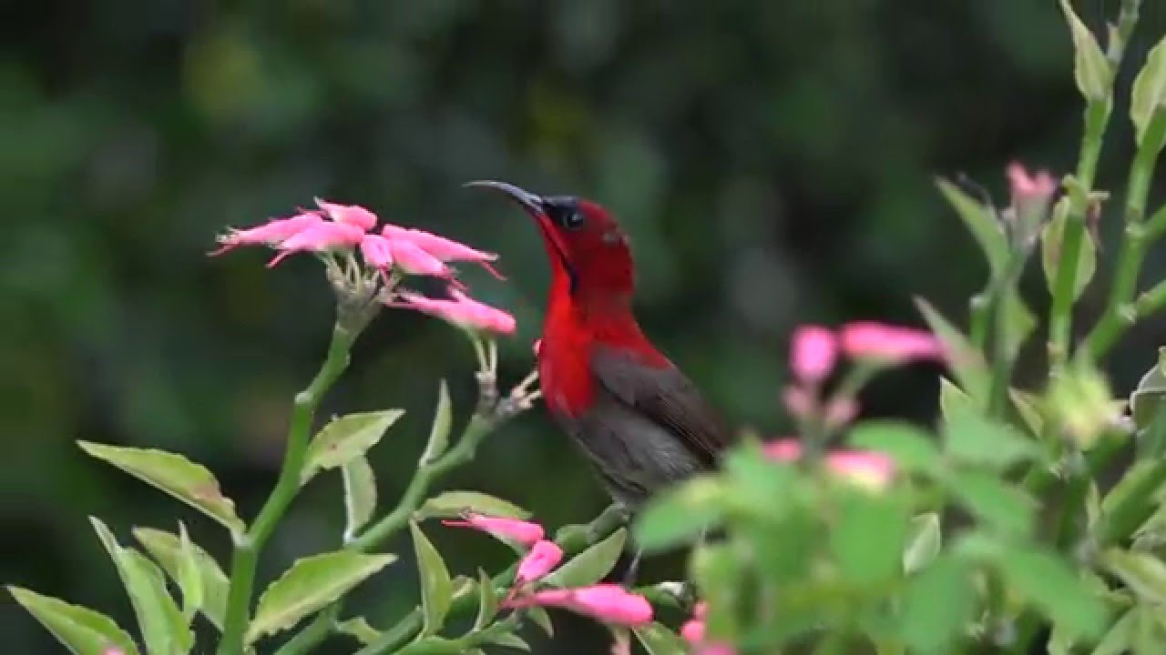 Crimson Sunbird Footage (Sony CX900) 