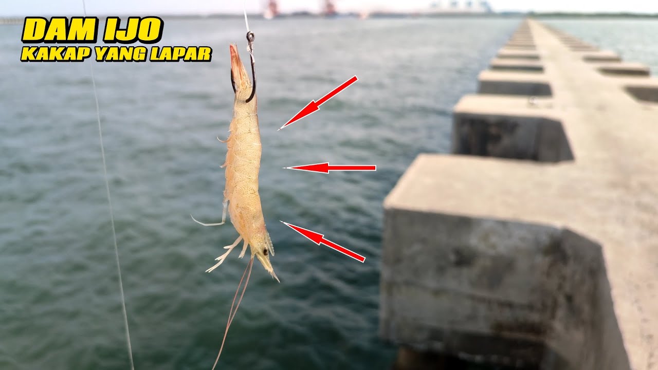 IDAMAN..!!! HARI INI SEEKOR BARRAMUNDI DAM PLTU LONTAR DI ANGKAT KESARAT DENGAN SELAMAT