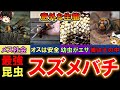 【ゆっくり解説】最強昆虫「スズメバチ」の恐ろしき生態
