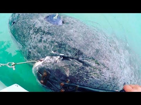 Vídeo: Un Raro Tiburón Antiguo Fue Capturado En La Costa De Svalbard - Vista Alternativa