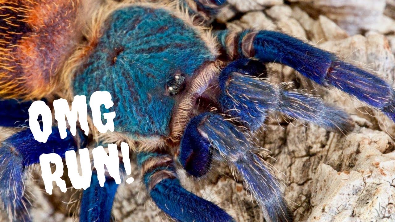 Upclose Green Bottle Blue Tarantula Eating Superworm Youtube