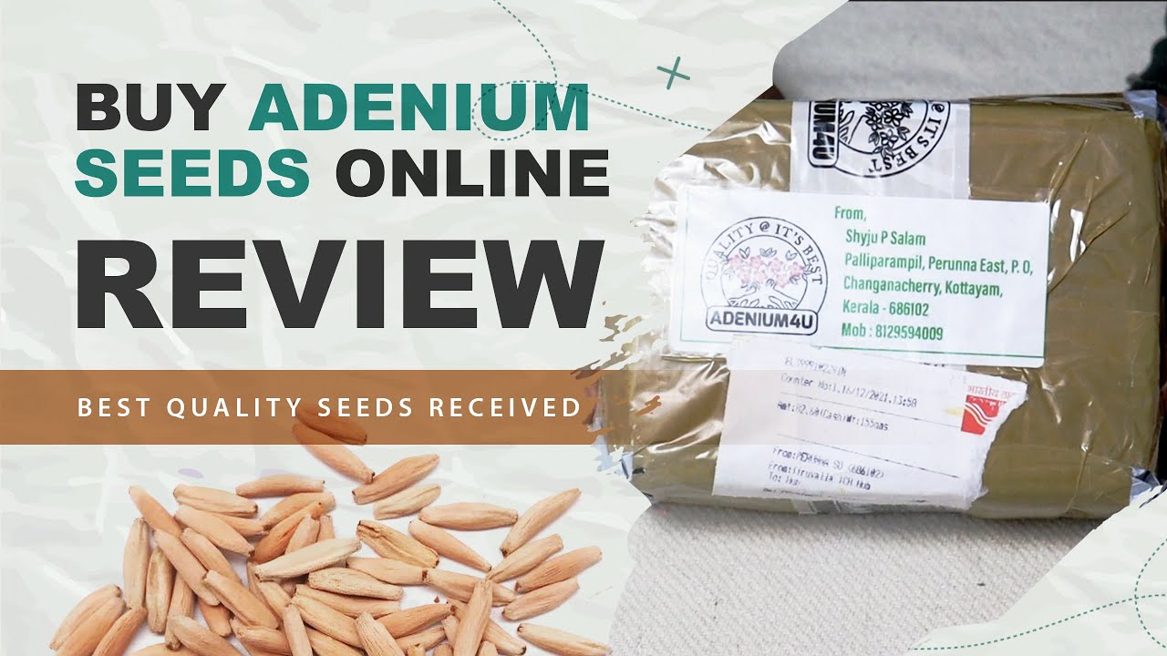 Adenium seeds online buy from a trusted seller, Best quality adenium seeds : Terrace & Gardening Art