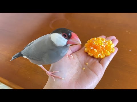 文鳥 あずき 10歳の誕生日  Java sparrow