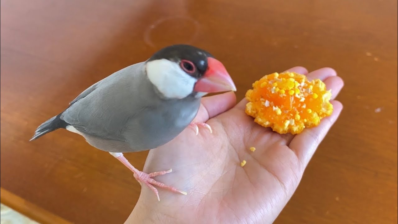 文鳥 あずき 10歳の誕生日 Java sparrow - YouTube