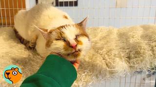 Nobody Wanted This Cat, Until This Woman Saw His Face Cuddle Buddies