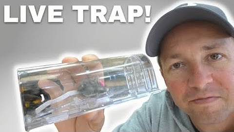 Easy & Effective Humane Mouse Trap - Review | link in Description👇