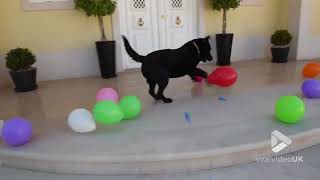 How many balloons can he pop? screenshot 5