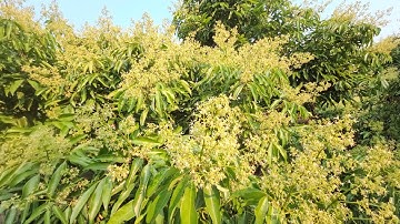 NẮNG KHÔ HẠN KÉO DÀI BÀ CON NÊN CHỦ ĐỘNG BƠM TUỚI CHO VẢI THIỀU