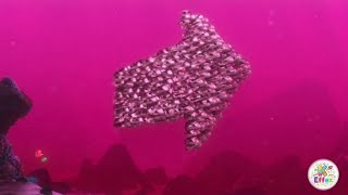 It's In That Direction ➡️ | Finding Nemo | Inspired By Klasky Csupo 2001 Effects 