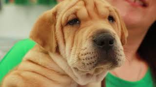 Pet City Chapel Hills Mall [2021]