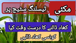 Maize fertilizer application at tessling stage ||@agritalksbysaadat