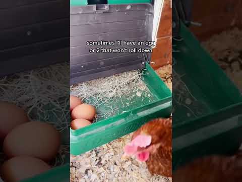 فيديو: هل ستستخدم الدجاجات صناديق التعشيش؟