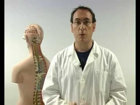 Il corpo umano (4/5) Il sistema nervoso    