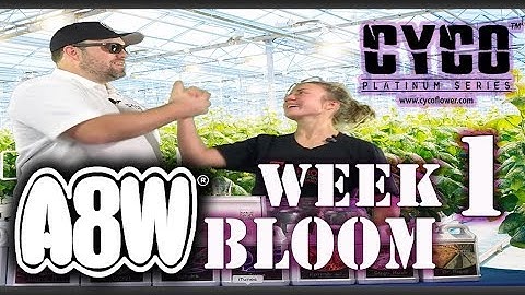 A8W Cyco Nutrients WK 1 Bloom Feed Chart How to SE1:EP4 (Official Video)