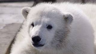 雪山を登るホッキョクグマの赤ちゃん~Polar Bears Baby Climbs the Snow Mountain