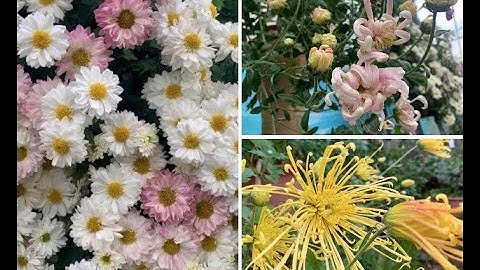 ĐỘC, LẠ, vườn CÚC HỌA MI, hoa cúc cổ hiếm có ở Hà Nội, nhiều người CHƯA TỪNG THẤY!