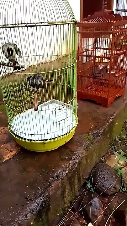 mandi dulu, #shorts #burung #kutilang #pleci #perawatanburung