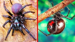 I 9 Ragni Più Pericolosi Del Mondo