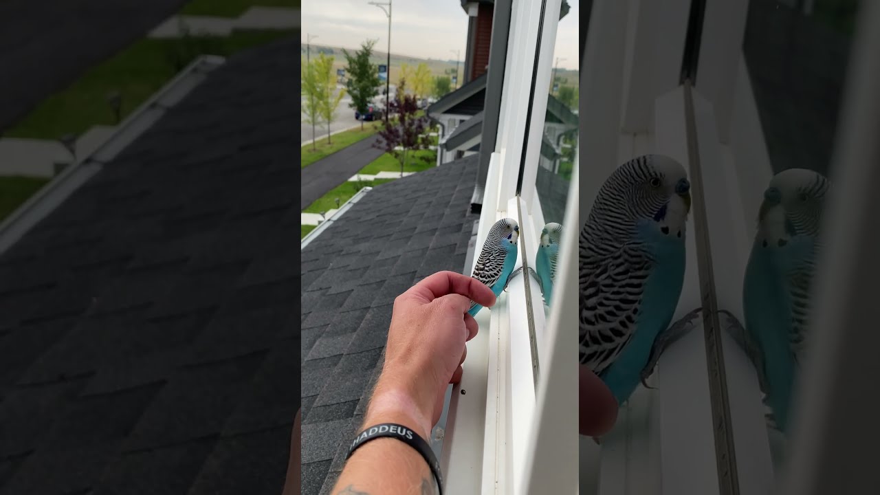 Person Is Petting A Little Bird That He Found On His Windowsill 