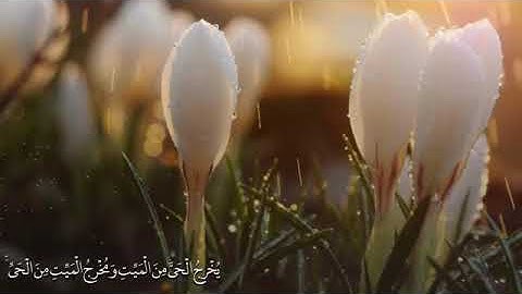#تلاوات #ماهر_المعيقلي #ياسر_الدوسري #ناصر_القطامي #السديس #خالد_الغامدي(32)