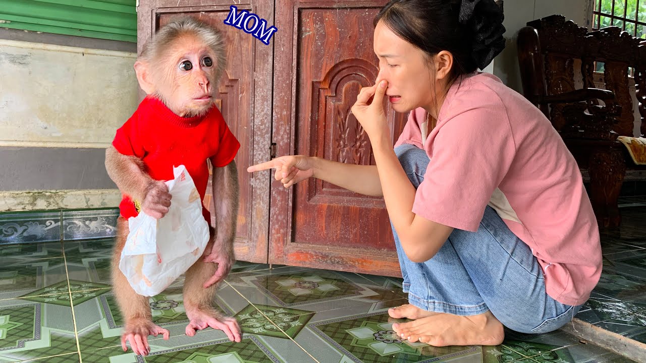 Funny Moment! Monkey Mynu Asks Mom for a Diaper Change 😂