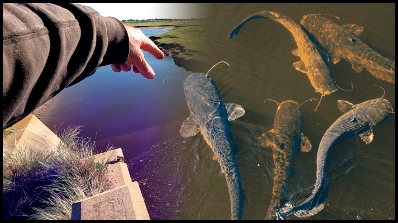 PESCA DE ARROYO - ACA ESTAN LOS GRANDES PECES