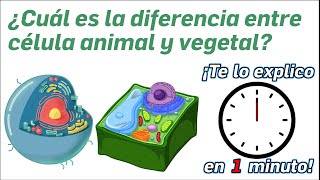 90.- What's the difference between an animal and a plant cell? - I'll explain it to you in a minute!