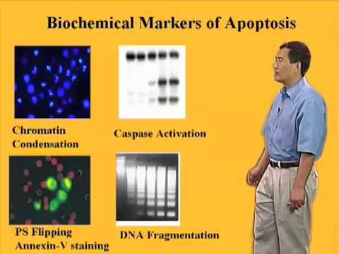 Video: Apoptotische Marker In Protozoenparasiten