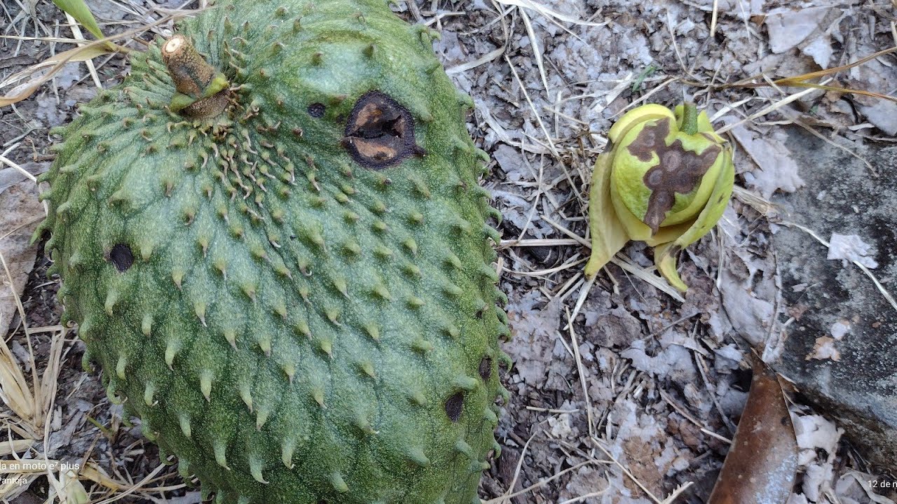 Guanabana, antracnosis en las flores y las frutas YouTube