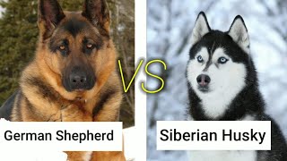 German Shepherd Vs Siberian Husky