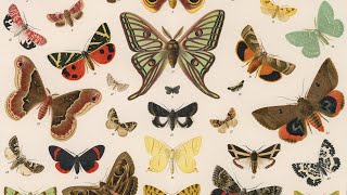 Butterflies vs. Moths | Encyclopaedia Britannica