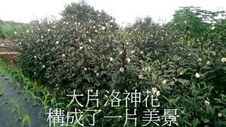 洛神花開1031111