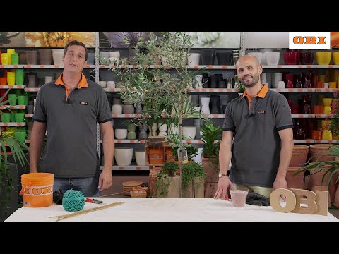 Video: Come Coltivare Le Olive