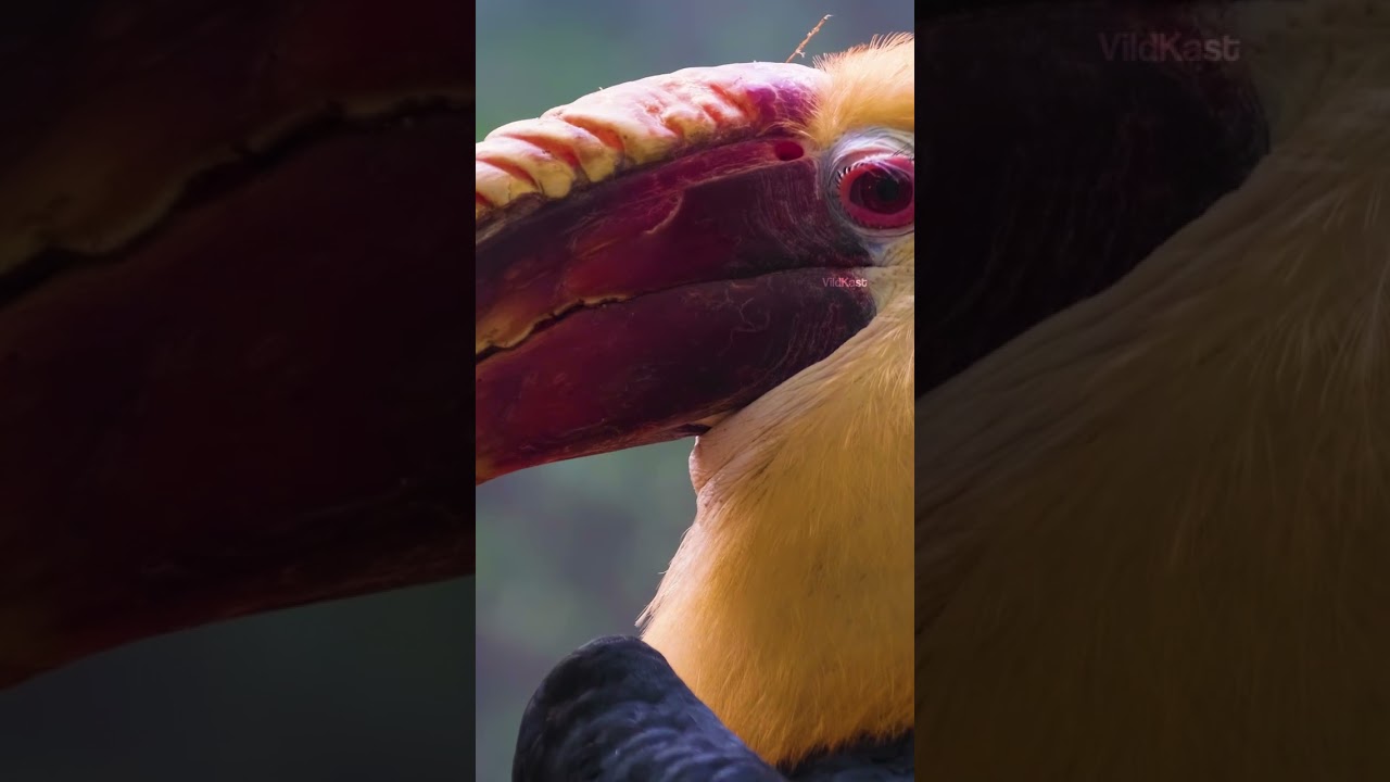 Wreathed hornbill biology: Morphology and foraging adaptations