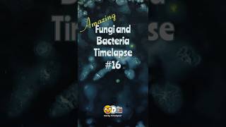 4K Fungi and Bacteria Time-Lapse 16 #fungi #bacteria #timelapse