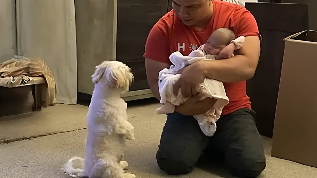 The Dog Wanted To See The Baby When Dad Let Her See Him He Did What Nobody Expected - YouTube
