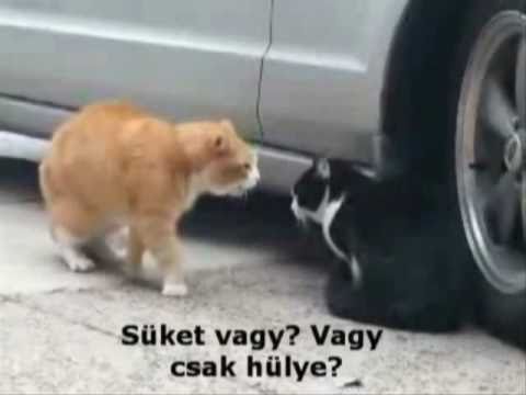 Videó: Hogyan Szállítson Macskát Nagy Távolságra