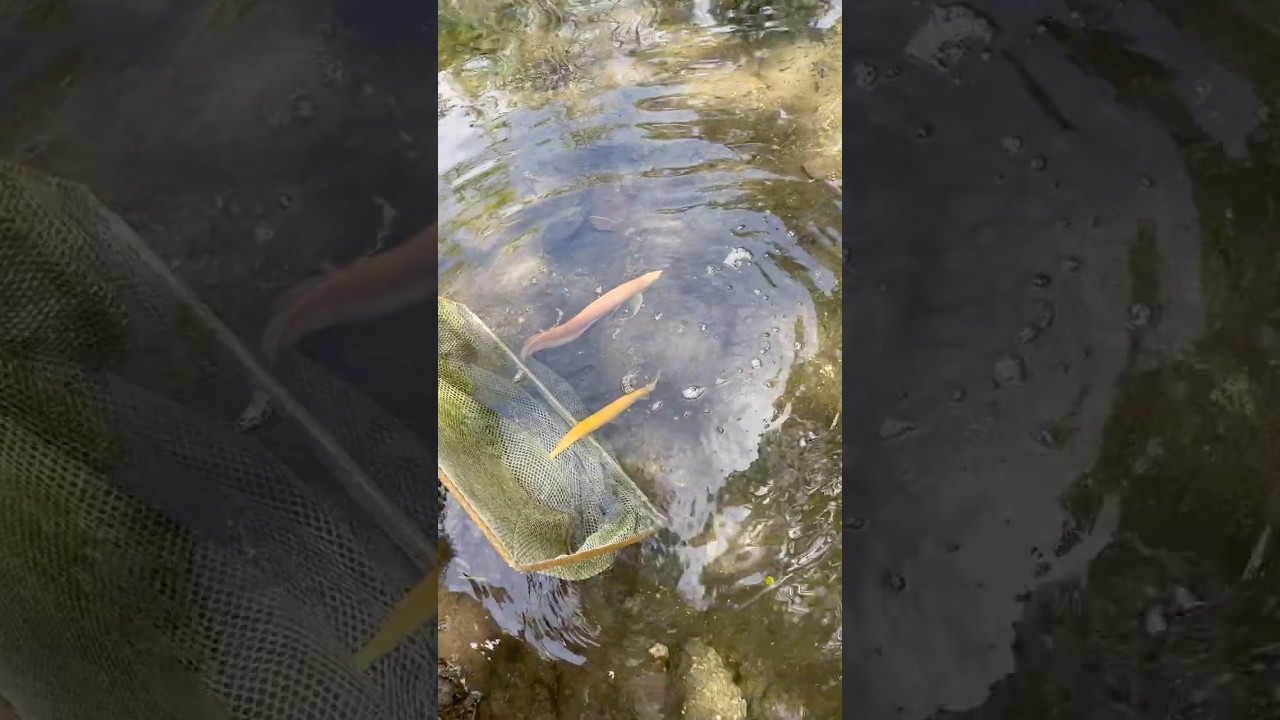 The PINK FISH and BANANA are FINALLY STOCKED into the POND!