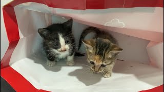 Two kittens drink milk and play with cardboard boxes, so adorable