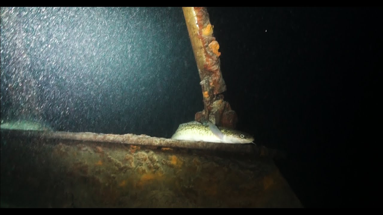 Ricerche subacquee Time 4'