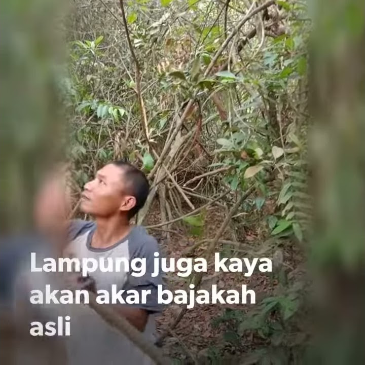 Lampung kita juga ada akar bajakah