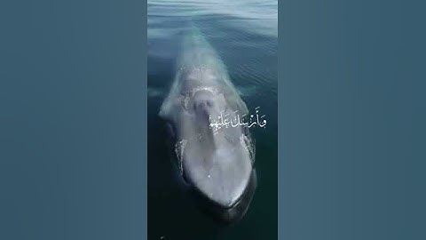 سورة الفيل بصوت جميل