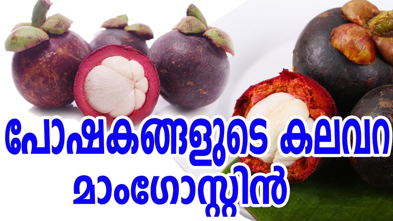 പോഷകങ്ങളുടെ കലവറ മാംഗോസ്റ്റിൻ Health benefits of Mangosteen