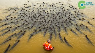 Download Lagu California LIBERA CIENTOS DE NUTRIAS EN MARES SIN PECES — 5 Años Después, RESULTADOS chocan MP3