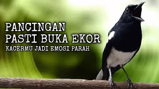 PANCINGAN SUARA BURUNG KACER GACOR SUARA NGEMPLONG PARAH, AUDIO SUPER JERNIH PANCINGAN SUARA BURUNG KACER GACOR SUARA NGEMPLONG PARAH, AUDIO SUPER JERNIH