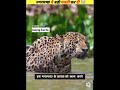 Crocodile Attack Moments Caught On Camera#new viral short videos #amazing short videos #meraj facts