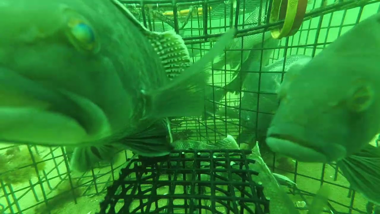 Black Sea Bass trap fishing! - part 2 - where did they all go. the old eat and run.