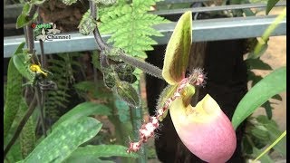 Paphiopedilum chamberlainianum - lan hai duoi